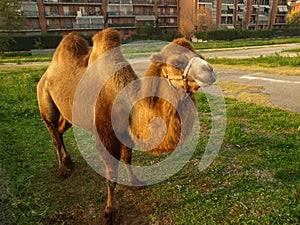 Bactrian camel Camelus bactrianus mammal animal