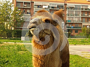 Bactrian camel Camelus bactrianus mammal animal eating grass