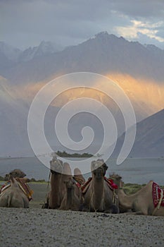 Bactrian Camel, Camelus bactrianus, Nubra, Jammu and Kashmir