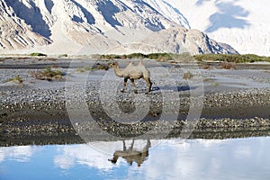 The Bactrian camel Camelus bactrianus in Nubra Valley, Ladakh, India