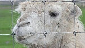 Bactrian camel Camelus bactrianus portrait