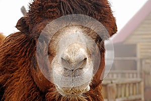 The Bactrian camel, Camelus bactrianus, portrait, animals in the zoo. Foggy day