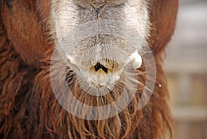 The Bactrian camel, Camelus bactrianus, portrait, animals in the zoo. Foggy day