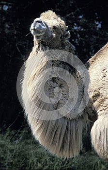 CHAMEAU DOMESTIQUE camelus bactrianus photo