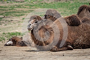 Bactrian camel Camelus bactrianus resting on the ground.