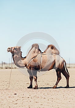 A Bactrian camel (Camelus bactrianus) stands