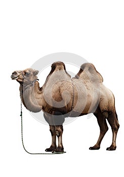 A Bactrian camel (Camelus bactrianus) stands