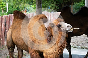 Bactrian camel or Camelus bactrianus with two humps