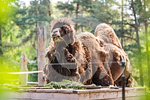 Bactrian camel, Camelus bactrianus with two humps in a zoo