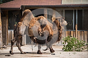 Bactrian camel, Camelus bactrianus with two humps in a zoo