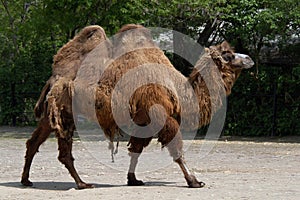 Bactrian camel