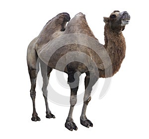 Bactrian camel Camelus bactrianus on white background