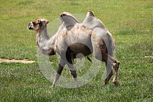 Bactrian camel (Camelus bactrianus).