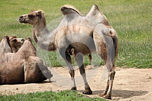 Bactrian camel (Camelus bactrianus).