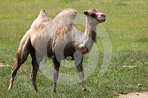 Bactrian camel (Camelus bactrianus).