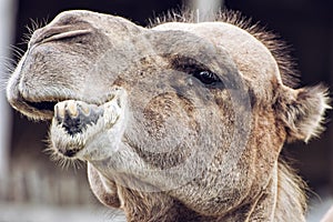 Bactrian camel closeup crazy portrait, animal face