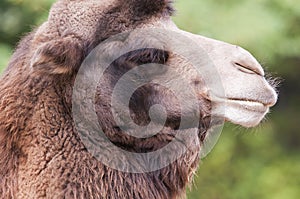 Bactrian camel