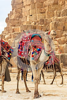 Bactrian camel with colorful saddle near Great Pyramids of Giza in Cairo  Egypt