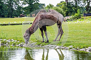 A Bactrian camel drinking across the field