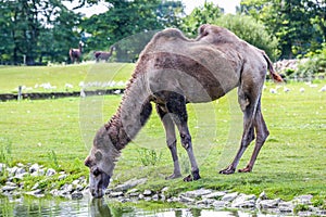 A Bactrian camel drinking across the field
