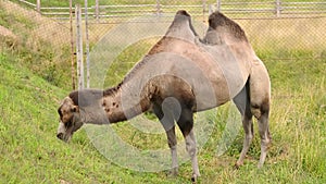 Bactrian camel eats grass in a nature reserve, in a zoo on a summer day. Herbivore. Animal protection concept, zoo