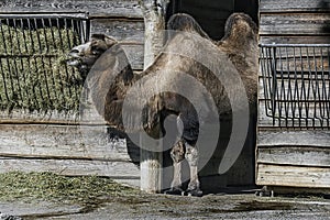 Bactrian camel eats hay 1