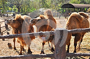 Bactrian camel eatting