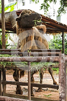 Bactrian camel has two humps for storing fat converted to water and energy when sustenance not available. These give camels abilit