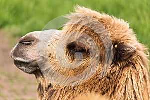 Bactrian Camel Headshot