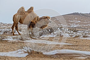 Bactrian camel on a hill of desert
