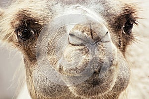 Bactrian camel humorous closeup portrait