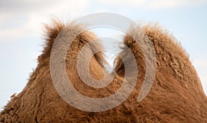 Bactrian camel humps