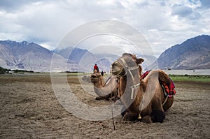 Bactrian camel photo