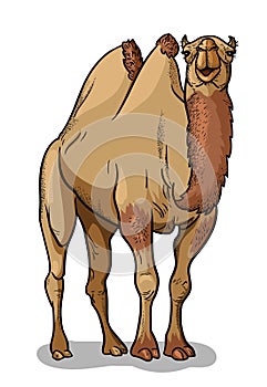 Bactrian camel isolated in cartoon style. Educational zoology illustration, coloring book picture