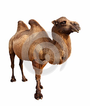 Bactrian camel. Isolated on white