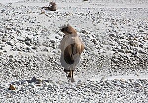 Bactrian Camel, the Karakoram Highway, Chinaâ€™s Xinjiang region. Truck on the Old Silk road