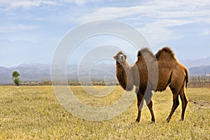 Bactrian camel, Kyrgyzstan