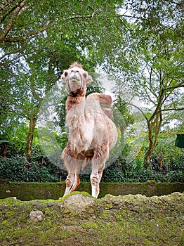 A Bactrian camel looks at visitors at a zoo themed on wildlife and conservation. photo