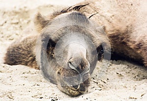 Bactrian camel lying and relaxing in the sand by summer