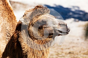 Bactrian Camel. Mammal and mammals. Land world and fauna. Wildlife and zoology