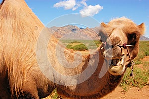 Bactrian camel in Mongolian Gobi desert