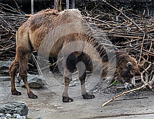 Bactrian camel near the fence 1