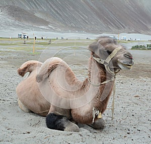 Bactrian camel in Nubra valley, Ladakh photo