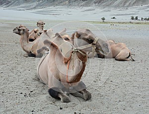 Bactrian camel in Nubra valley, Ladakh photo