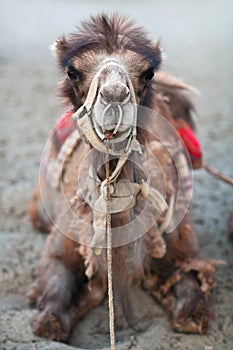 Bactrian Camel in Nubra valley, Ladakh, North India photo