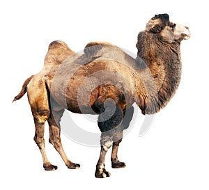 Bactrian camel over white background