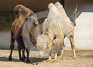 Bactrian camel. Pair.