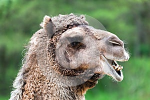 Bactrian camel portrait. Funny expression