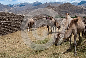 Bactrian camel refuge