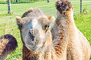 Bactrian camel resting in the grass. Discovery wildlife Park, Innisfail, Alberta, Canada